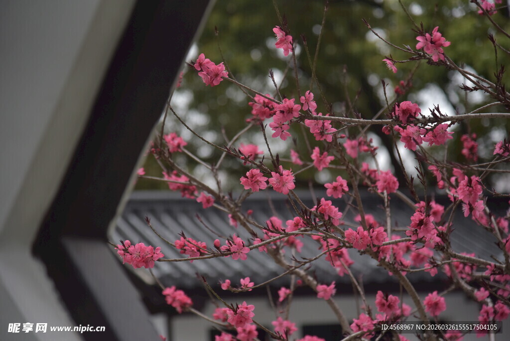 窗外绽放的娇艳粉色花枝