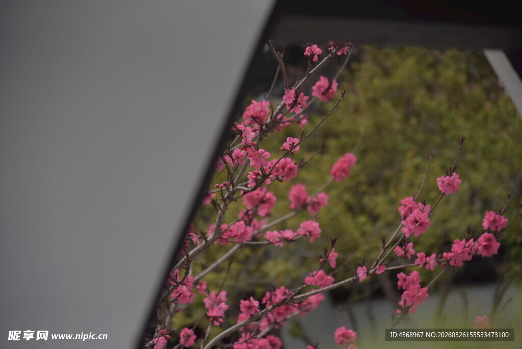 窗外绽放的粉色花朵