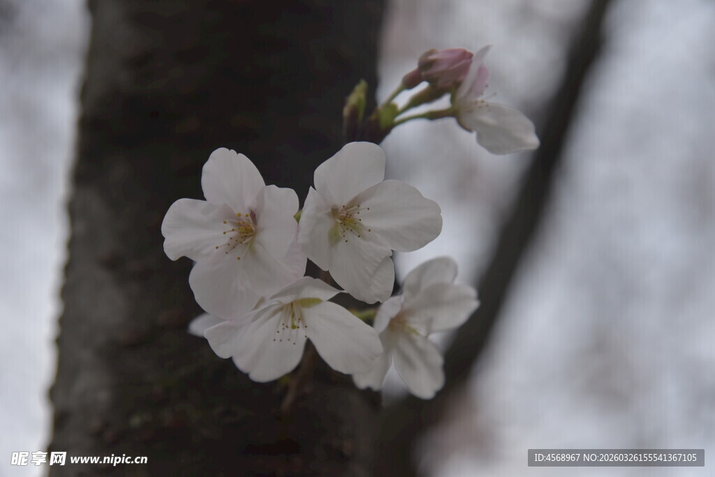 枝头绽放的洁白樱花