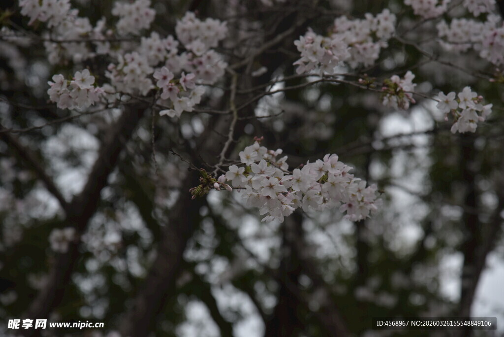 枝头绽放的素雅繁花