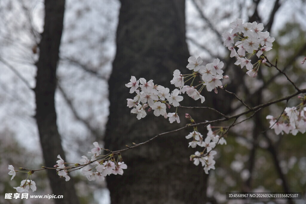 枝头绽放的素雅樱花