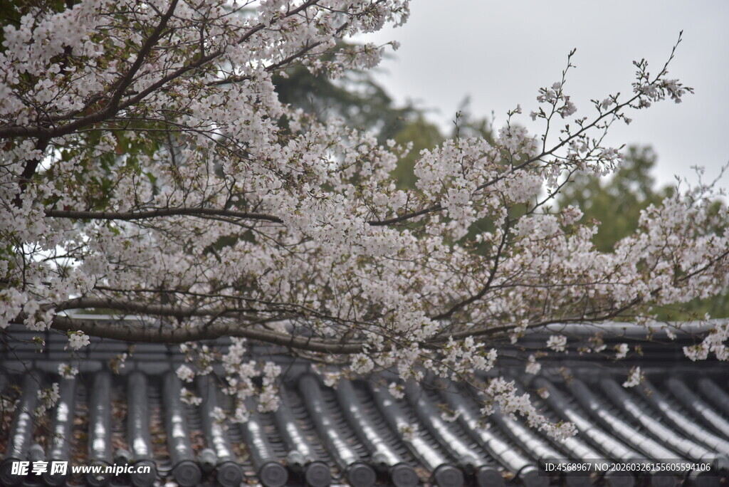 古瓦旁绽放的烂漫樱花