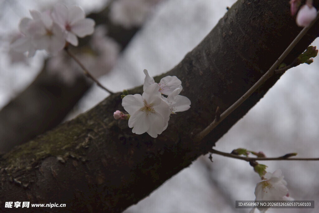 枝头绽放的素雅樱花