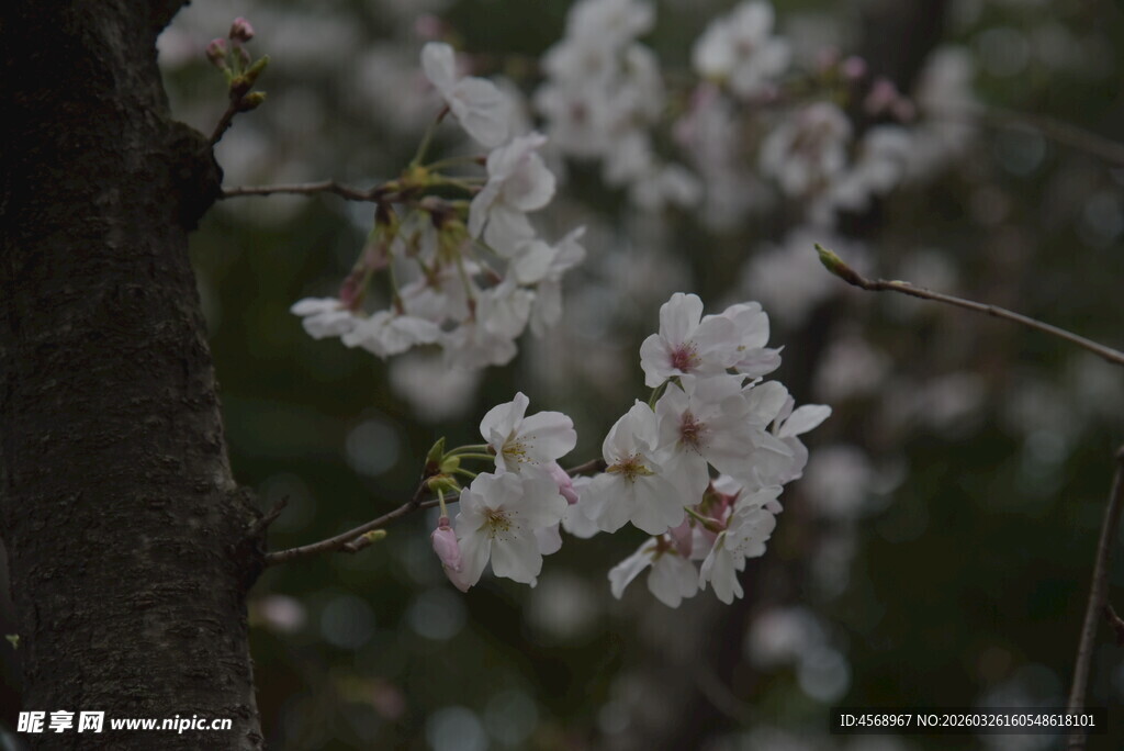 枝头绽放的美丽樱花