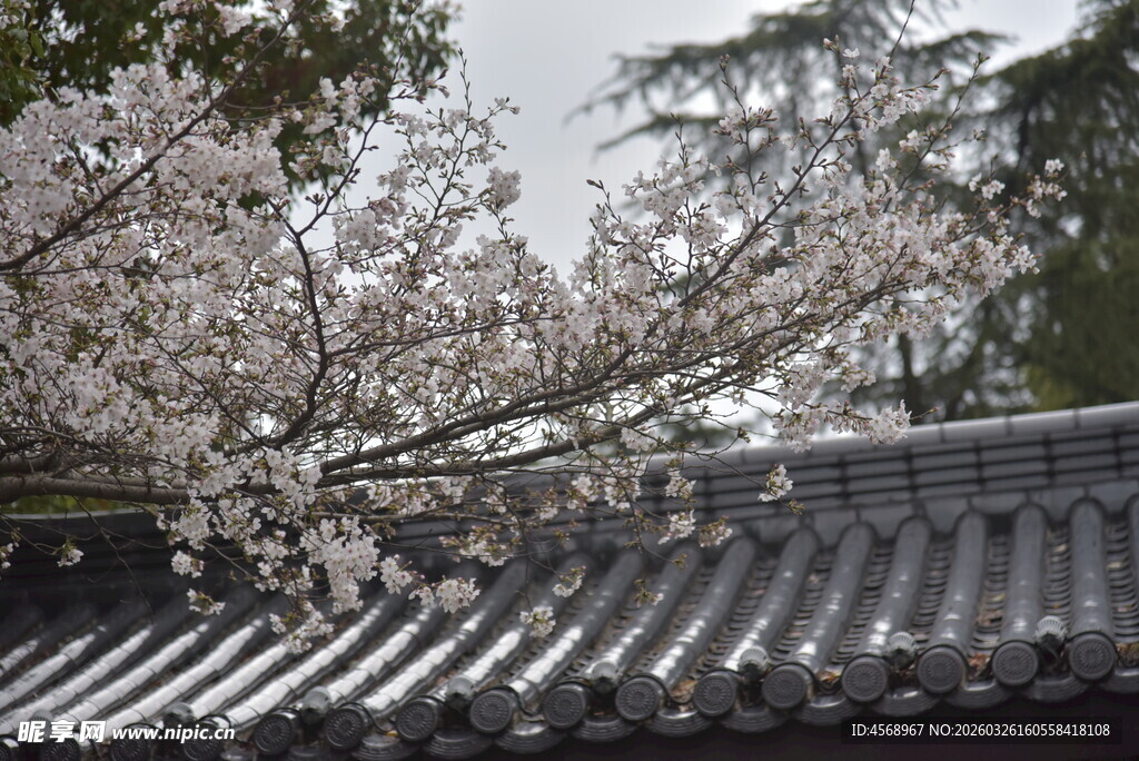 日式屋檐下的烂漫樱花