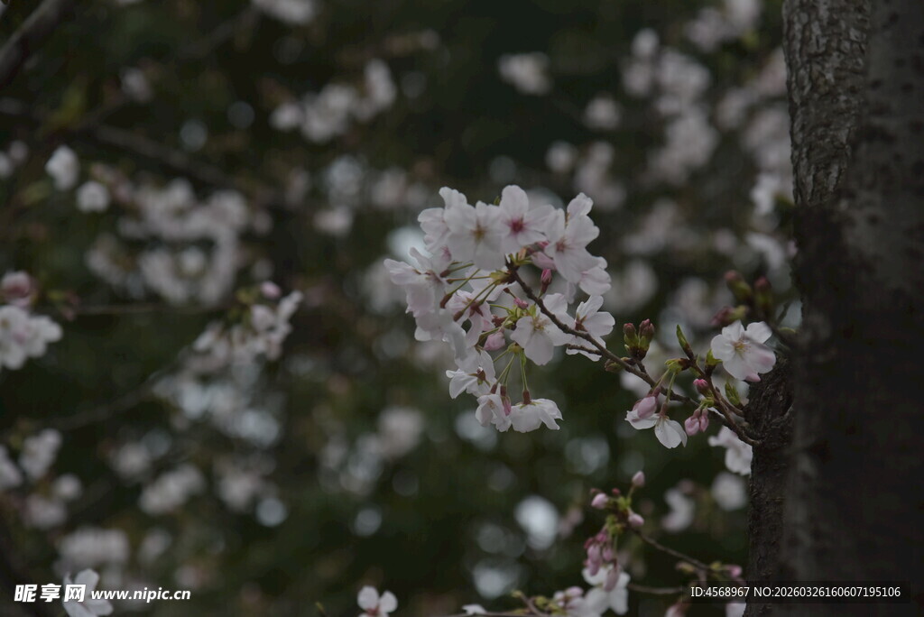 枝头绽放的美丽樱花