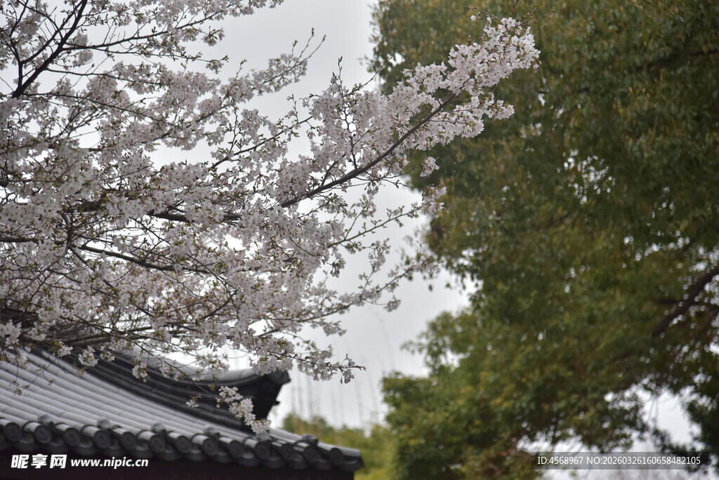 古建旁绽放的烂漫樱花