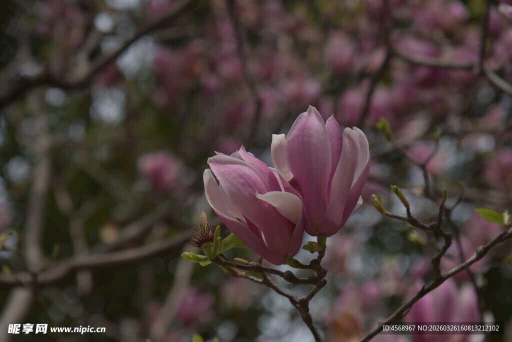 粉艳玉兰花绽放枝头