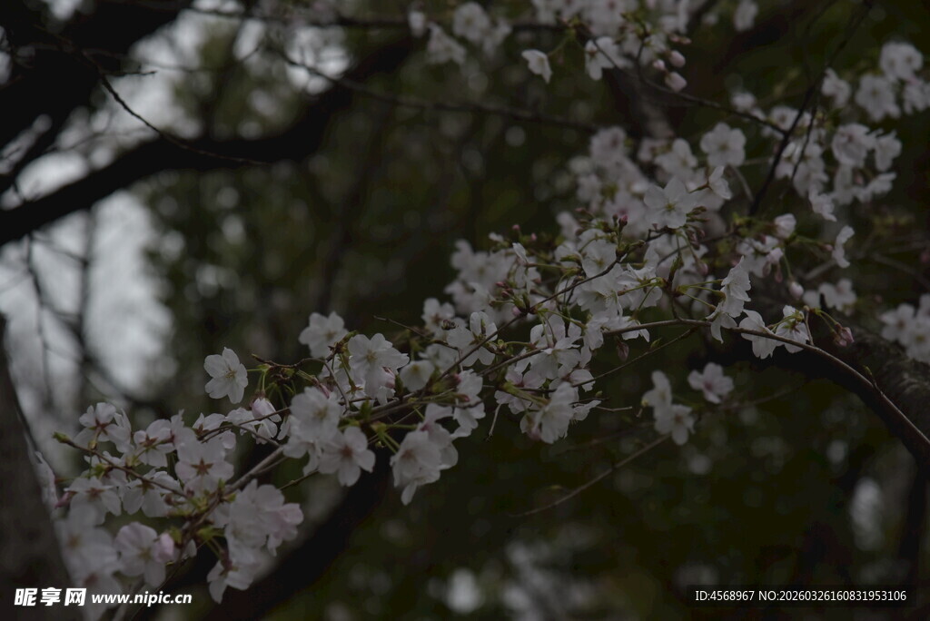 枝头绽放的洁白繁花