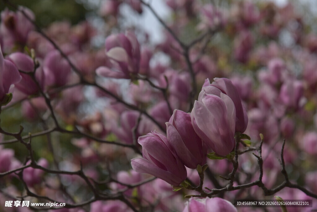 盛开的紫玉兰花朵