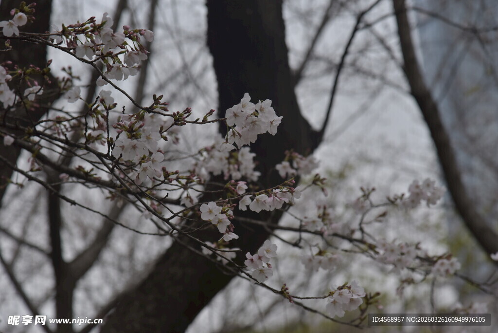 枝头绽放的粉嫩樱花