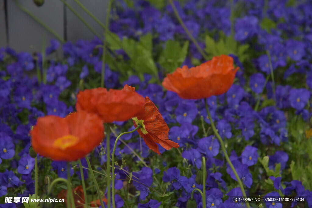 鲜艳虞美人绽放花丛中