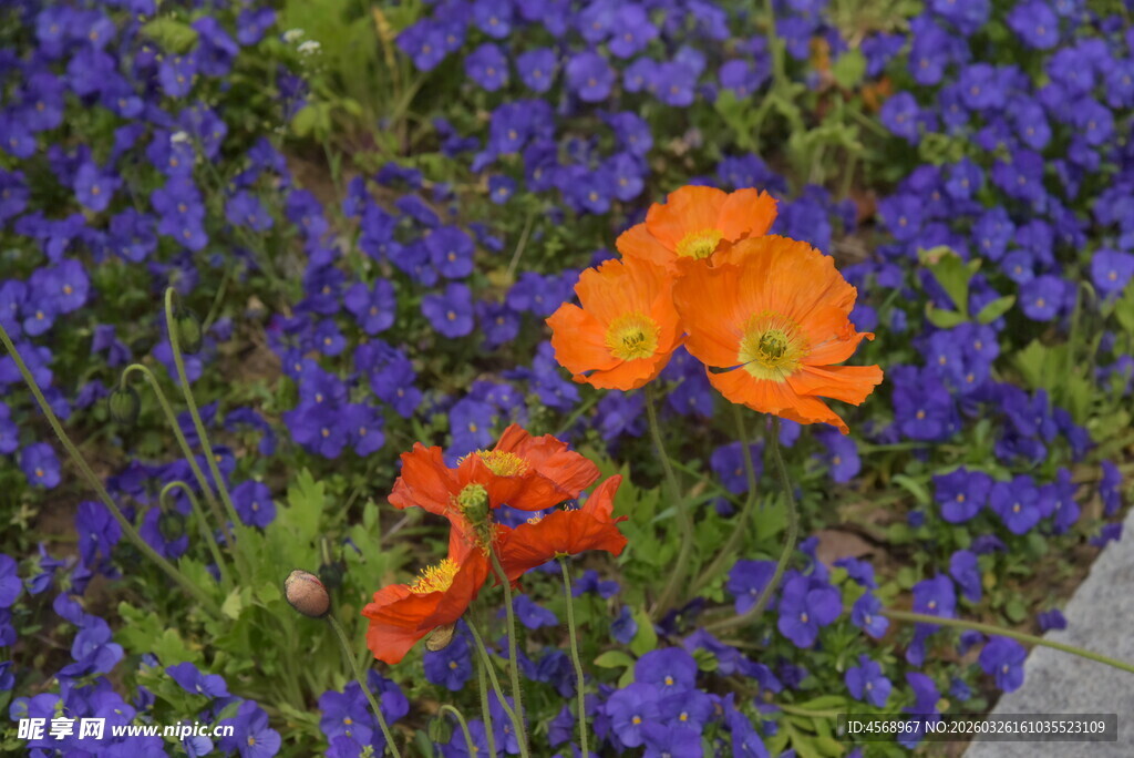 蓝紫花丛中的艳丽橙花