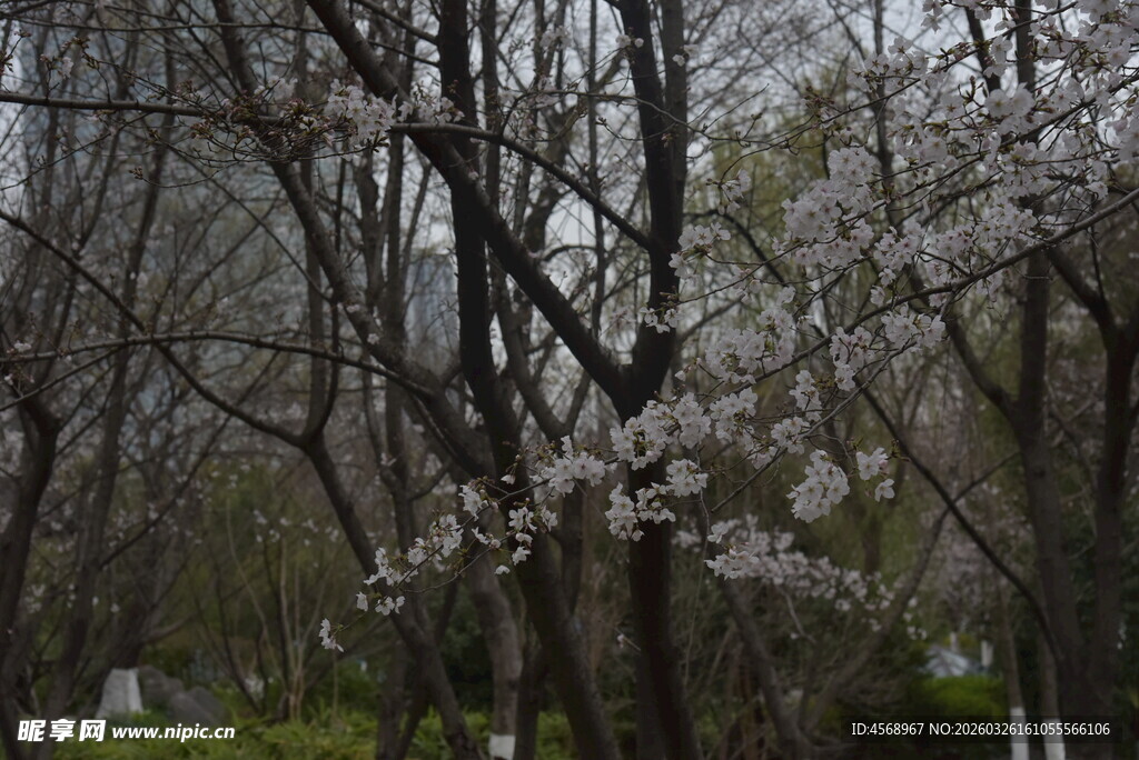 春日林间绽放的烂漫樱花