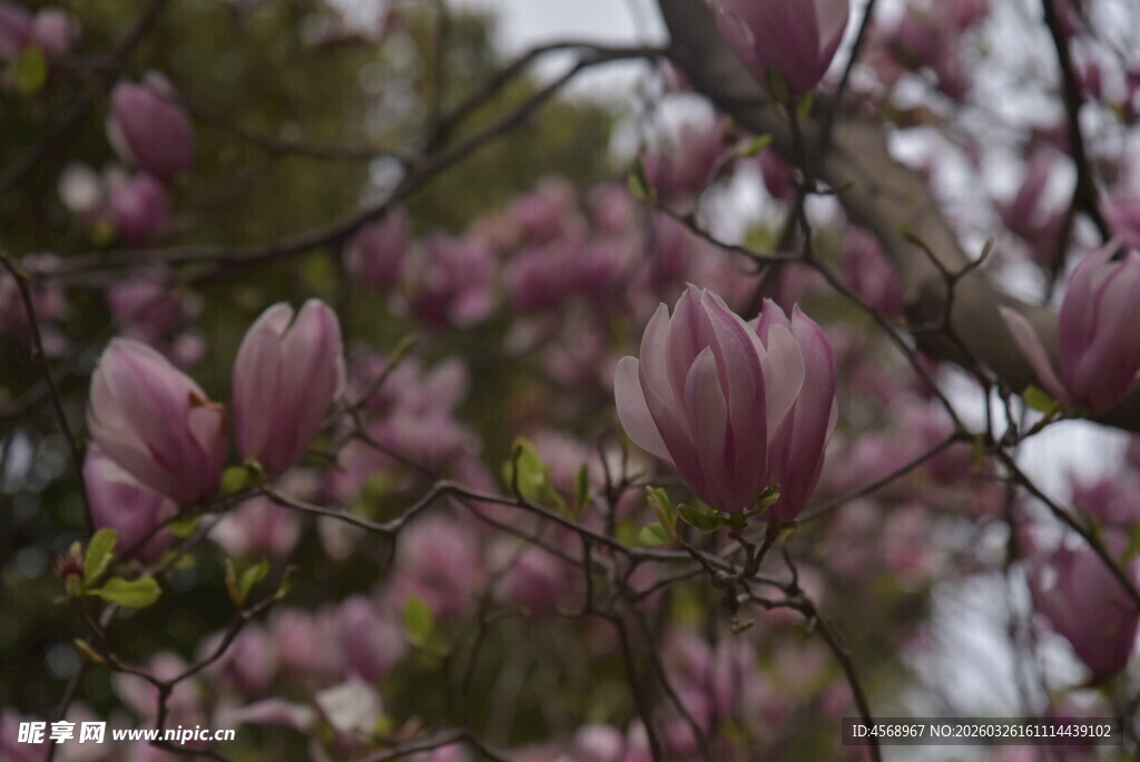 盛开的紫玉兰花