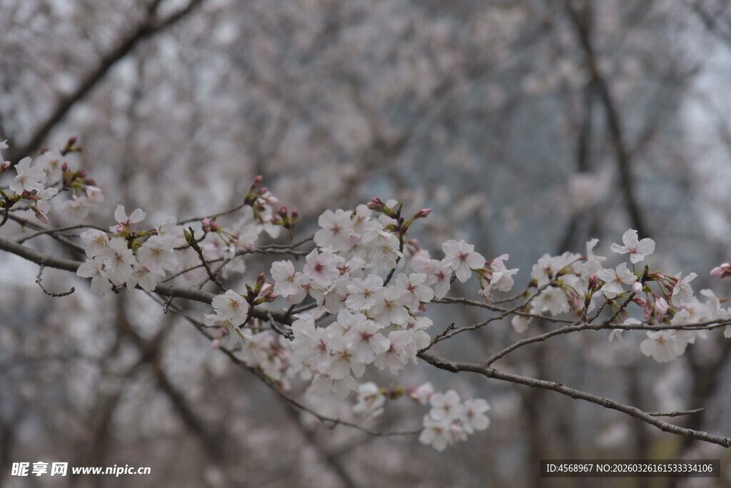 枝头绽放的美丽樱花