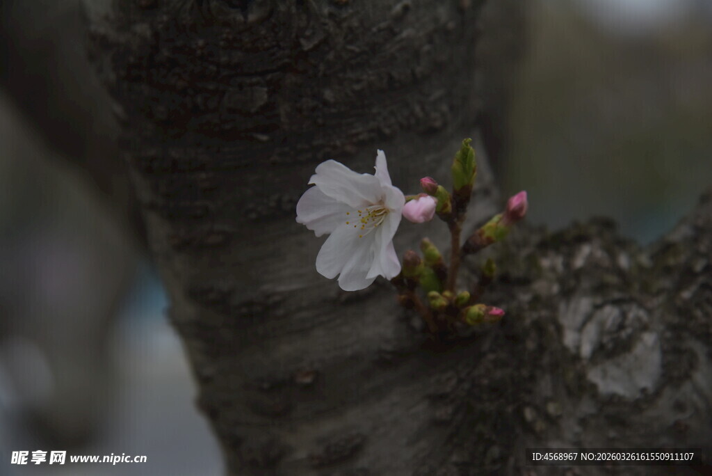 枝头绽放的单朵白色樱花