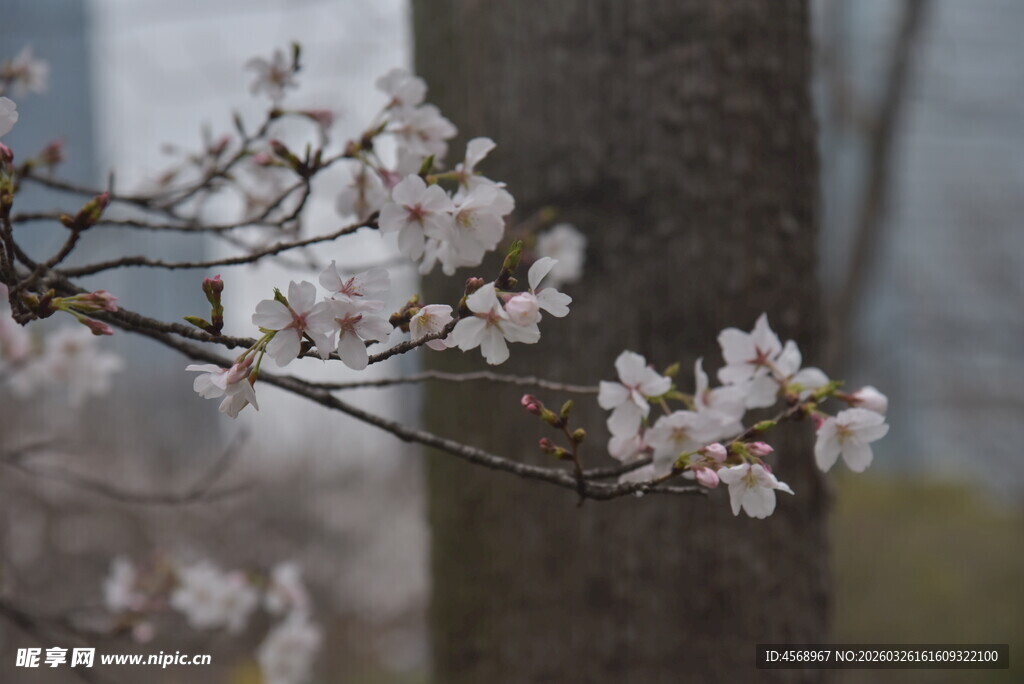 枝头绽放的粉嫩樱花