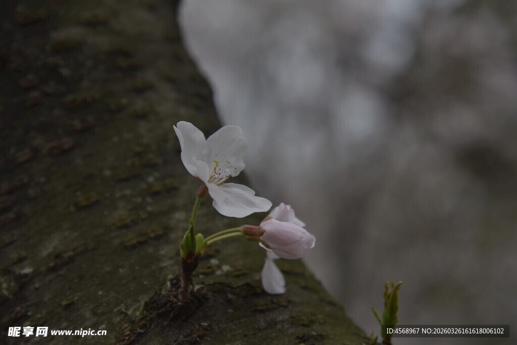 树干上绽放的娇嫩白花