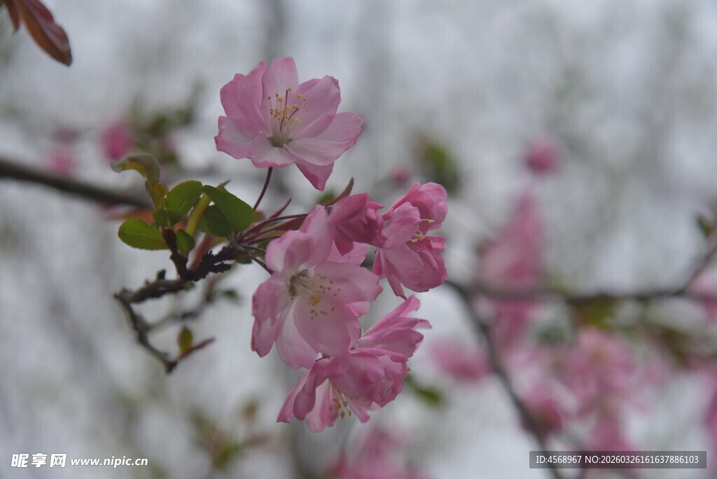 枝头绽放的粉嫩垂丝海棠