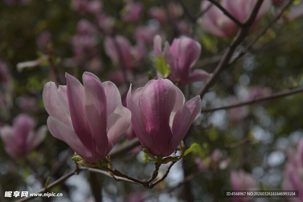 绽放的紫玉兰花朵