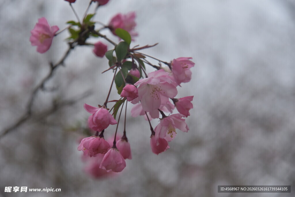 枝头绽放的粉嫩垂丝海棠