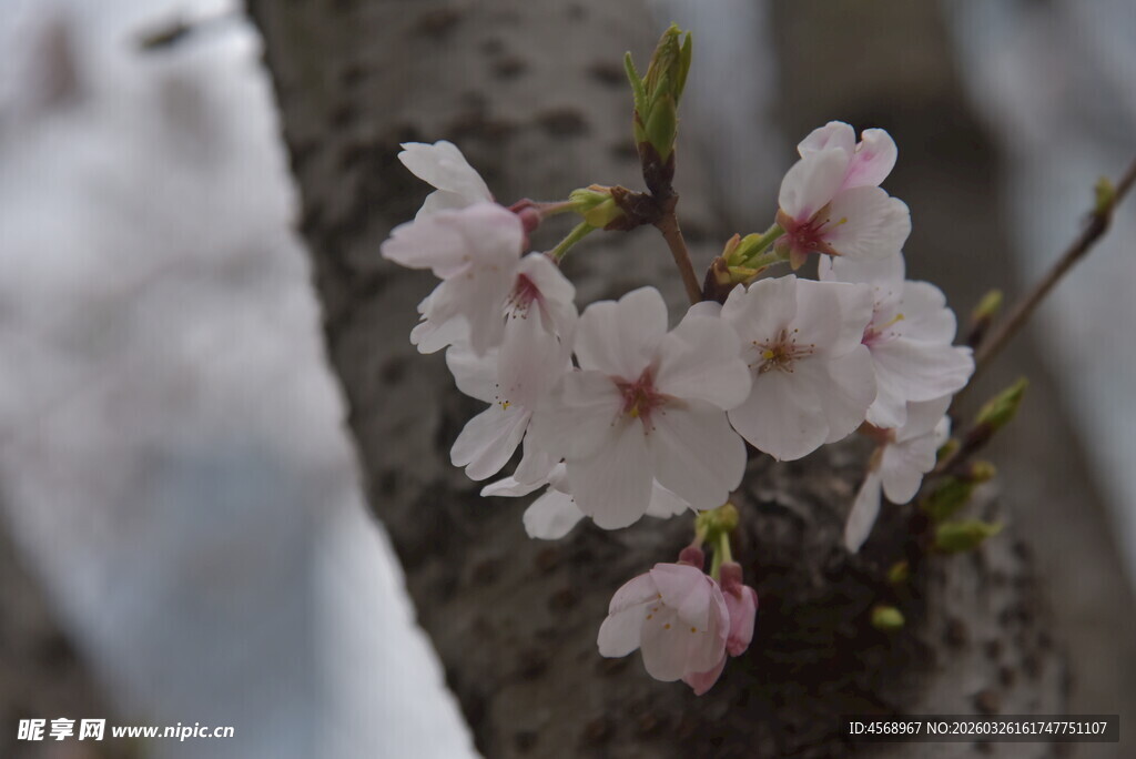 枝头绽放的粉嫩樱花
