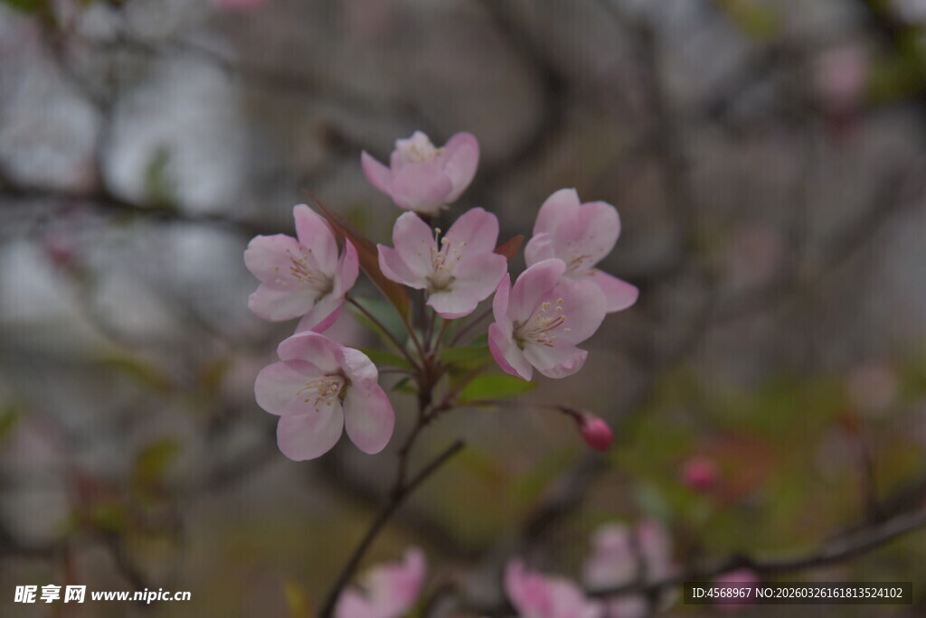 枝头绽放的粉嫩樱花垂丝海棠