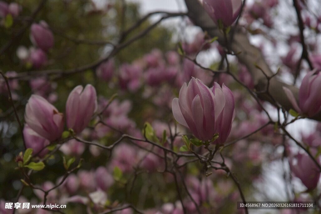 玉兰花枝绽放的美丽瞬间