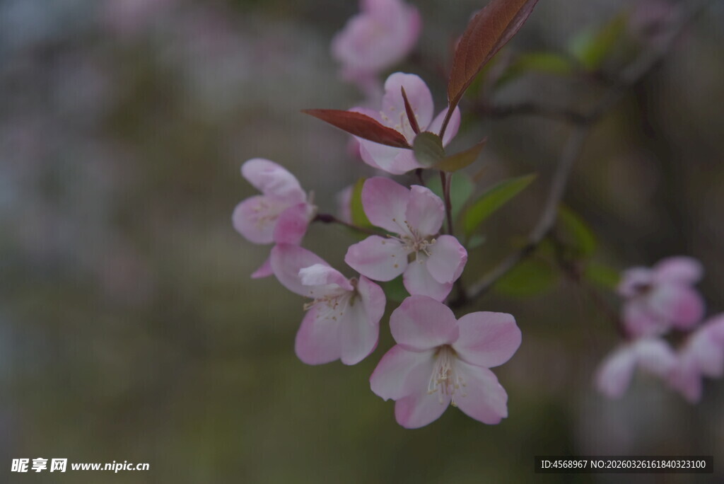 粉嫩海棠花枝头绽放