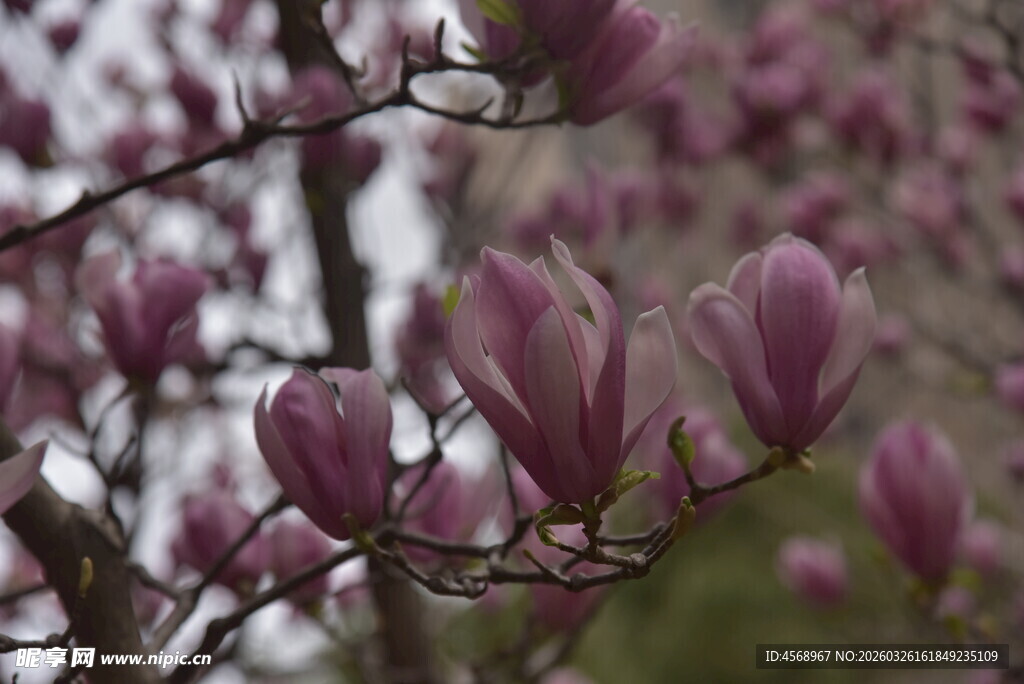 绽放的紫玉兰花朵