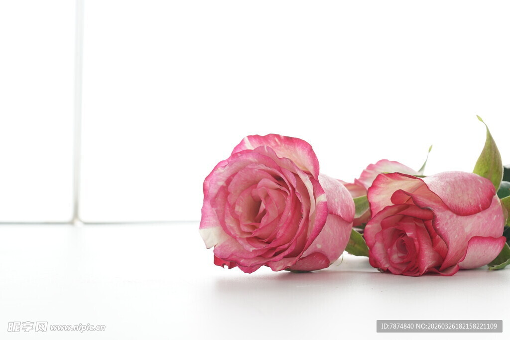 两朵粉色娇艳玫瑰花