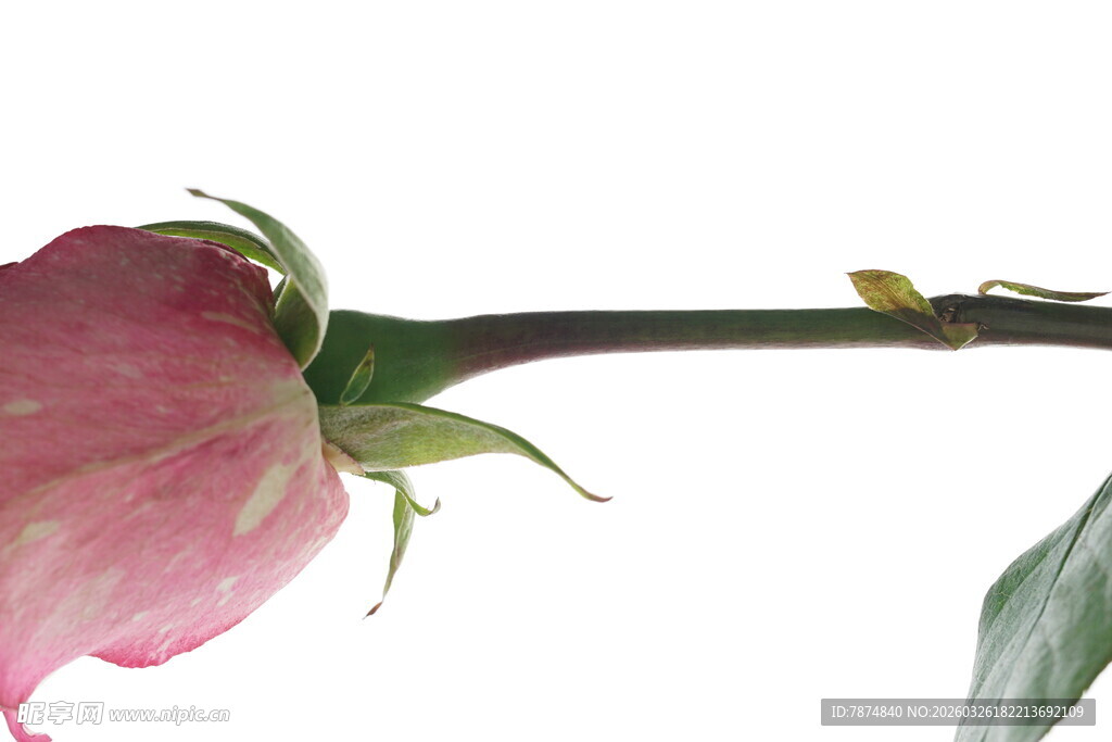 娇艳欲滴的半开粉色玫瑰