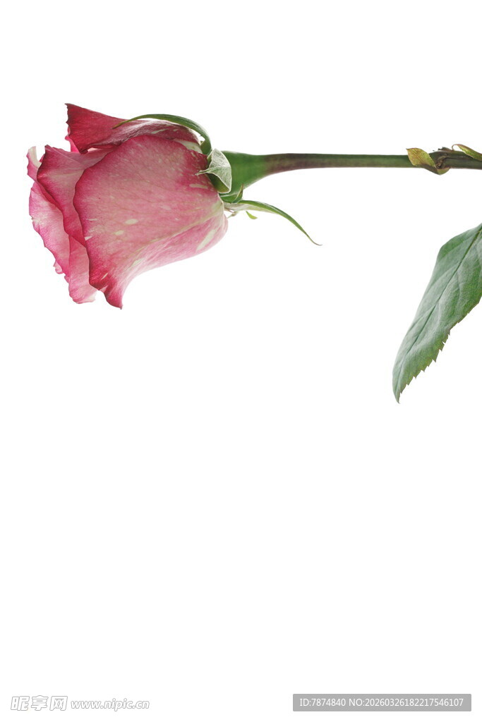 单枝粉色娇艳玫瑰花