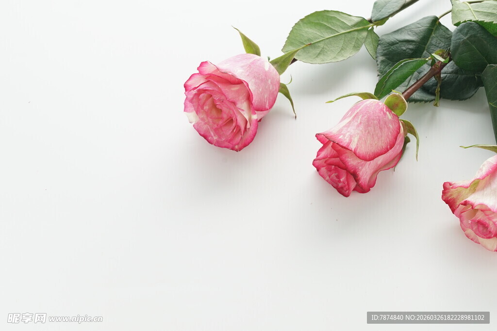 三枝粉嫩玫瑰花特写