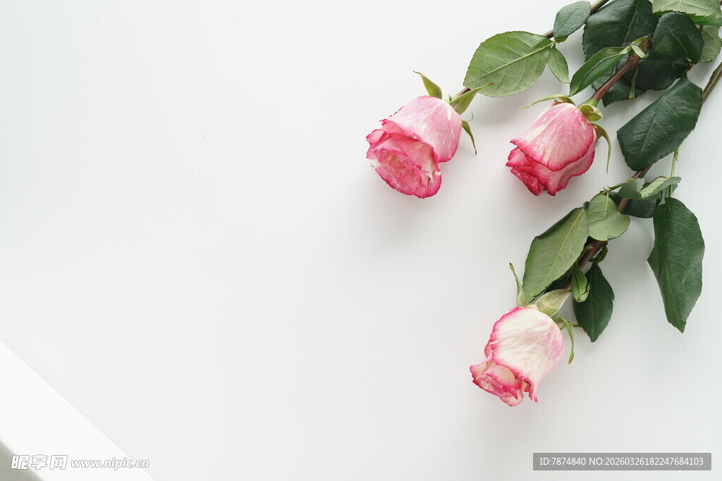 三朵粉色玫瑰清新摆拍