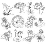 水墨荷花花卉线稿素材