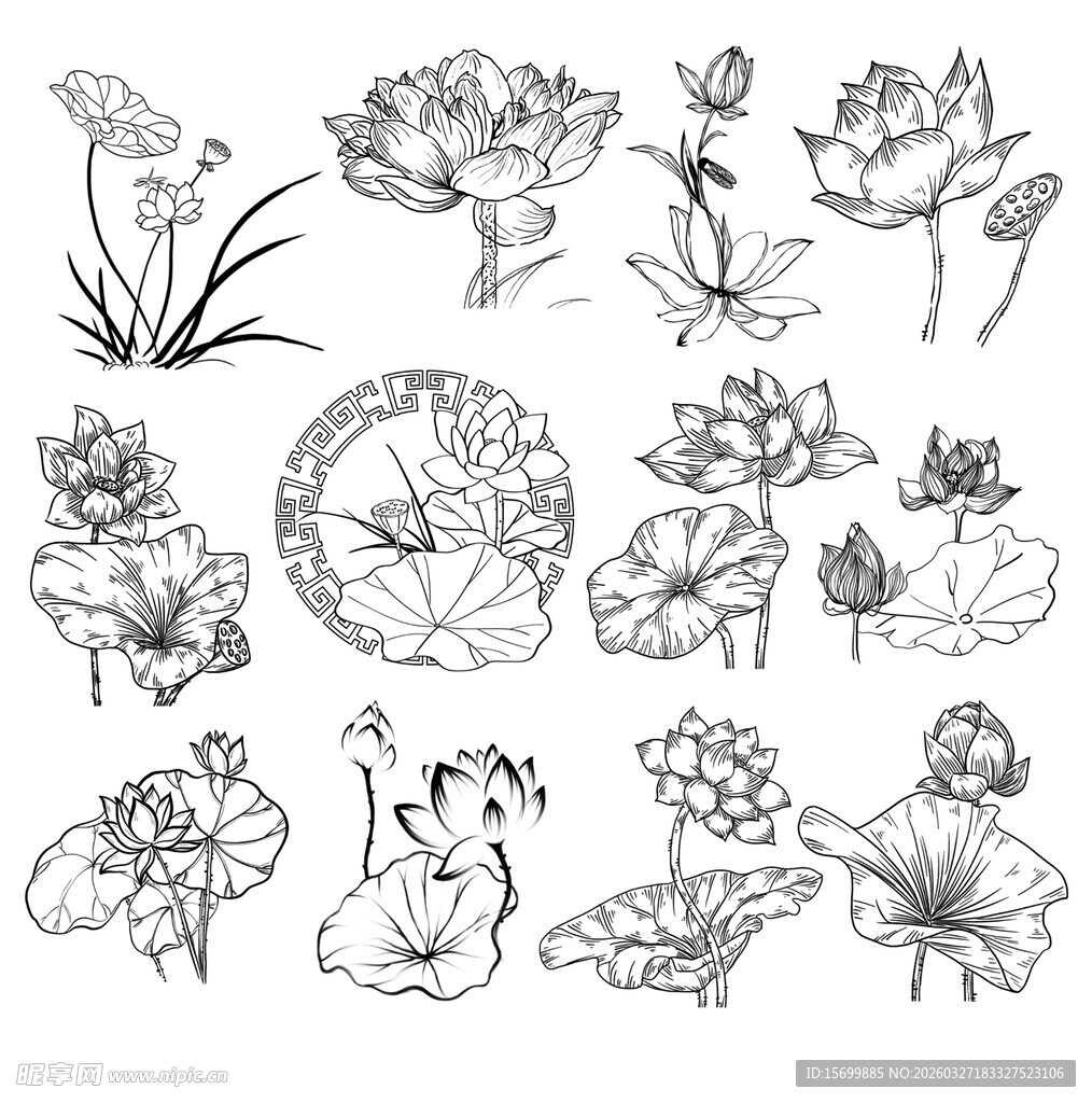 水墨荷花花卉线稿素材