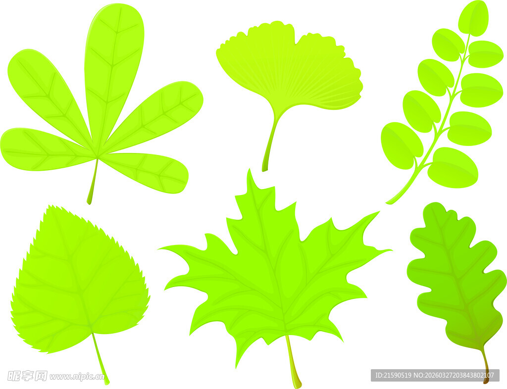 清新绿色叶片集合
