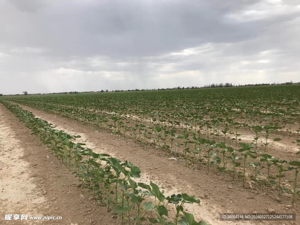 农田作物种植景象