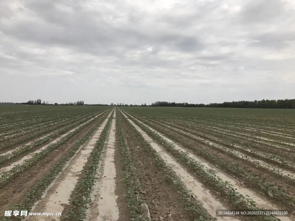 农田整齐的广袤种植区域