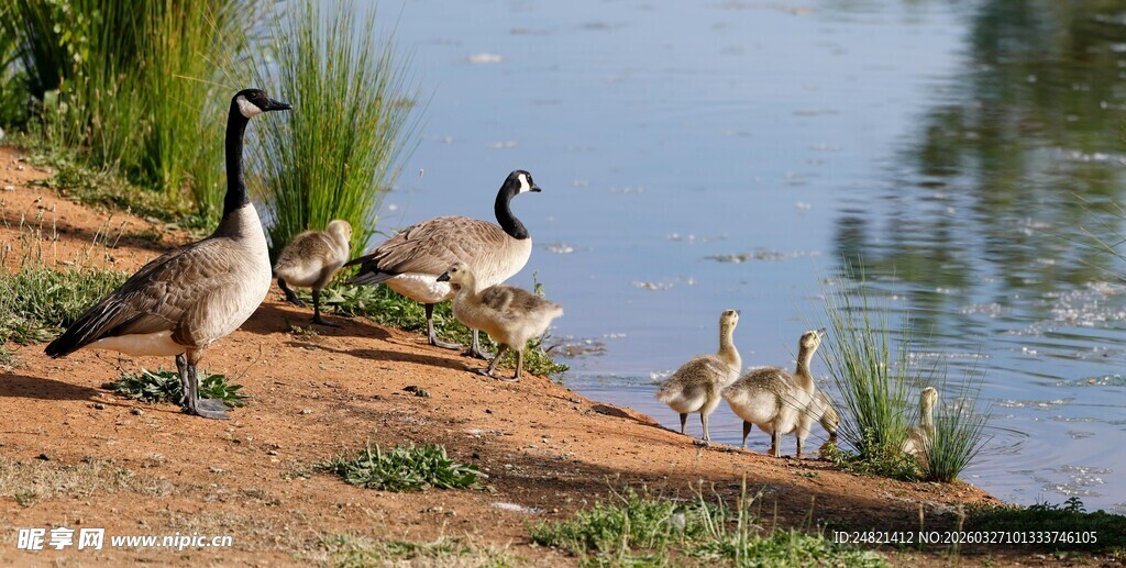 岸边群鹅