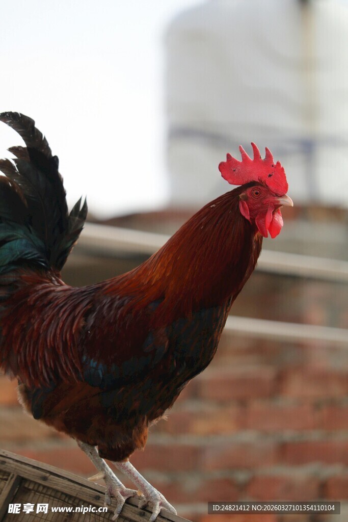 昂首挺立的威武大公鸡