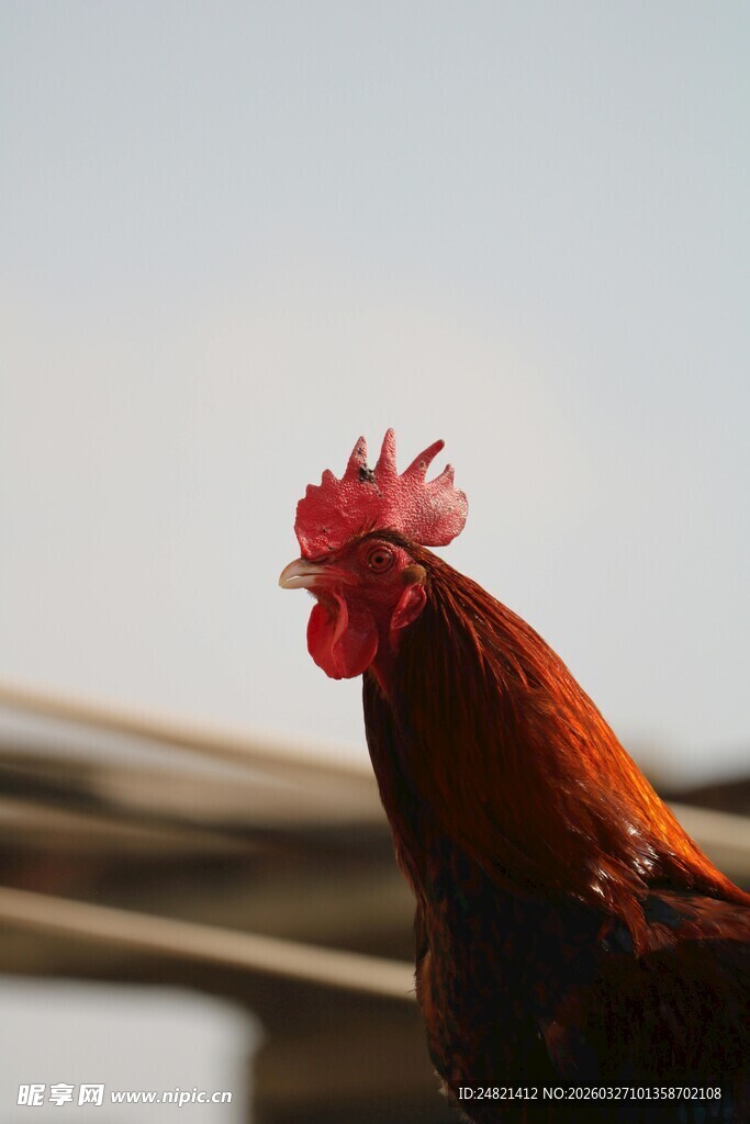 昂首的公鸡