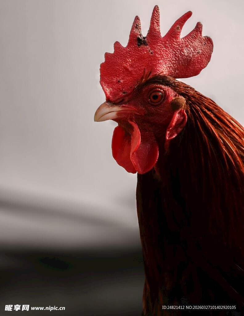 昂首的红公鸡