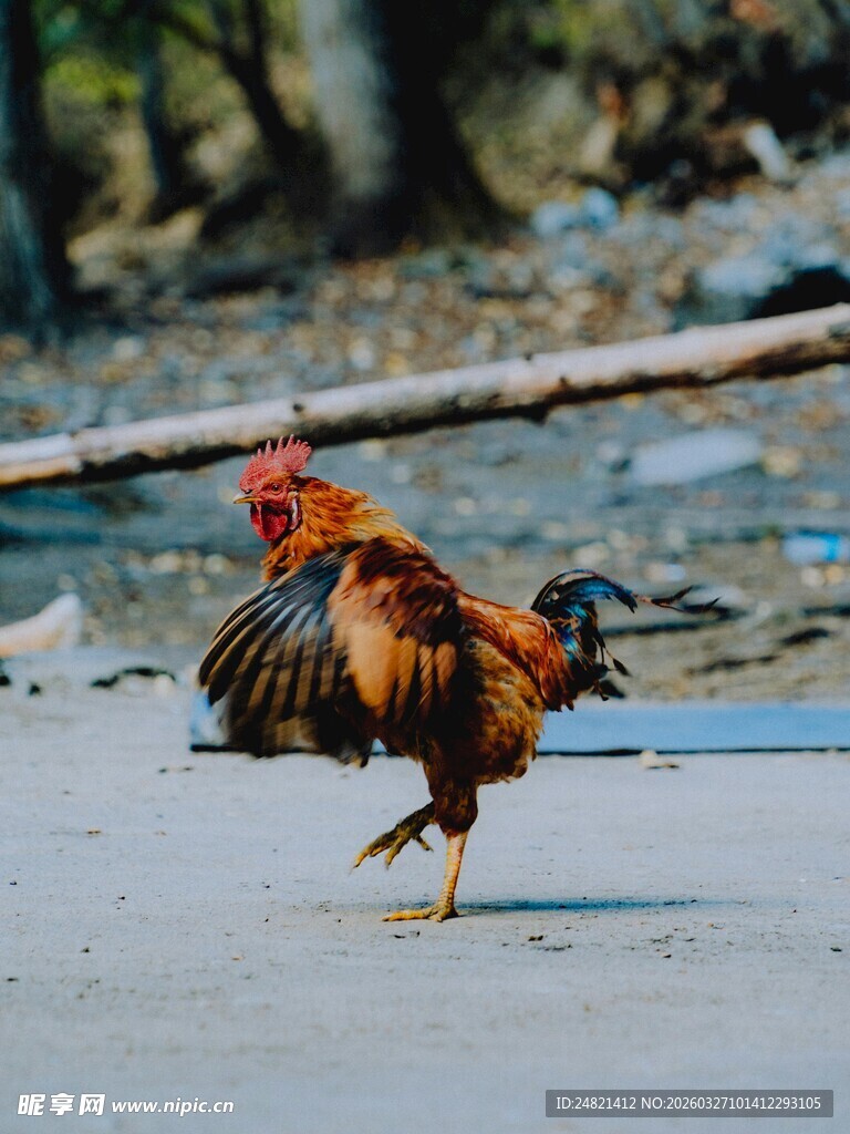 公鸡展翅欲飞