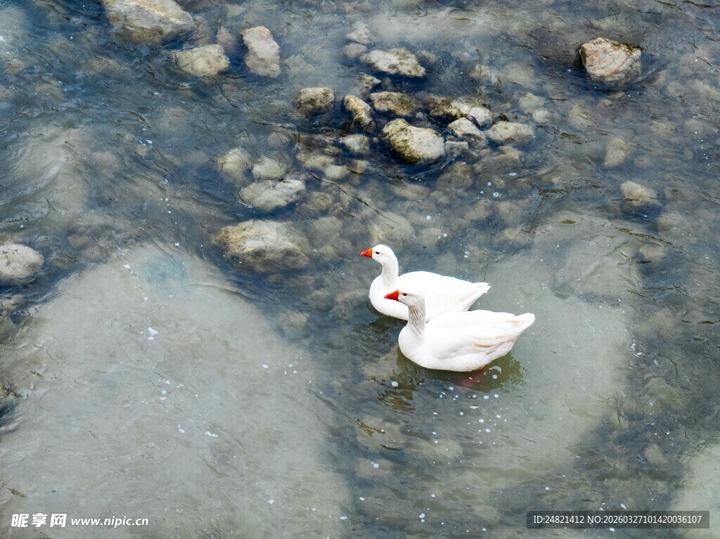 水中白鹅