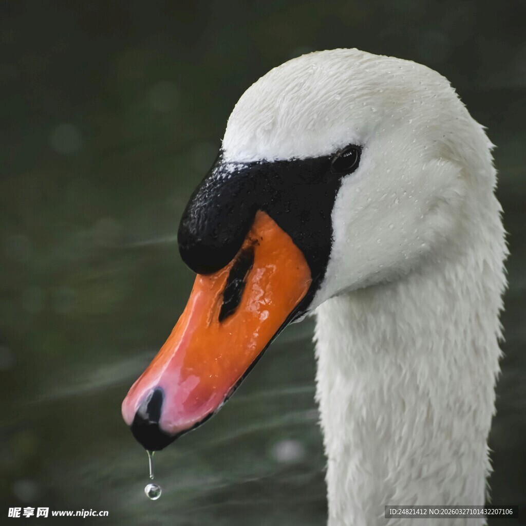 优雅天鹅特写