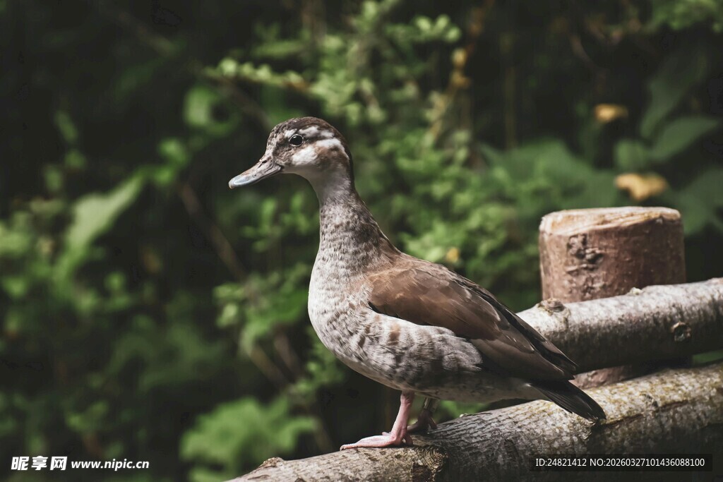 枝头俏立的野生小鸭子