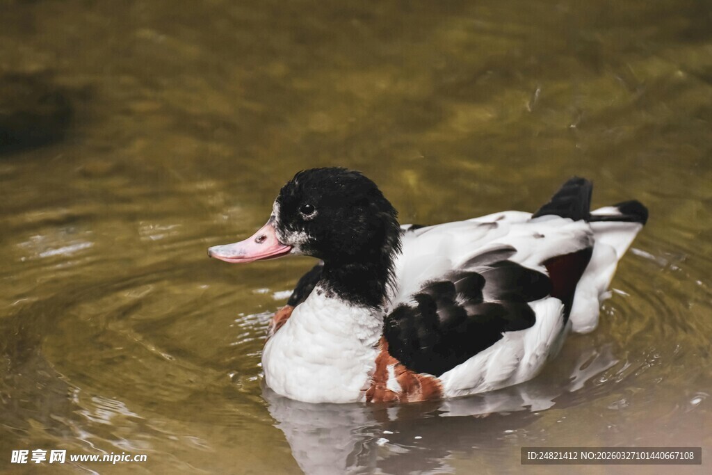 水中游弋的黑白鸭子